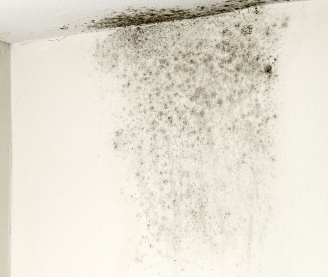 learn-more-about-mold-remediation-services