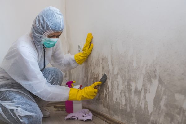 Wall Mold Remediation